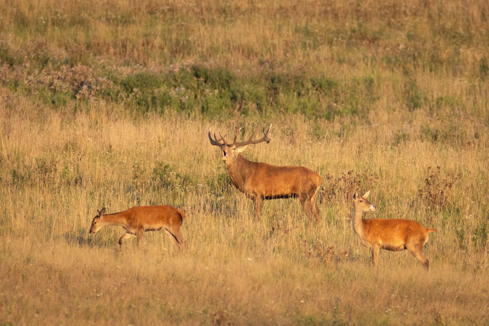Umfrage über das Rotwild (Cervus elaphus)