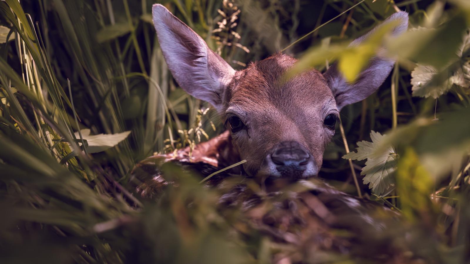 30.000.000 qm zur Jungtierrettung 2025 befolgen