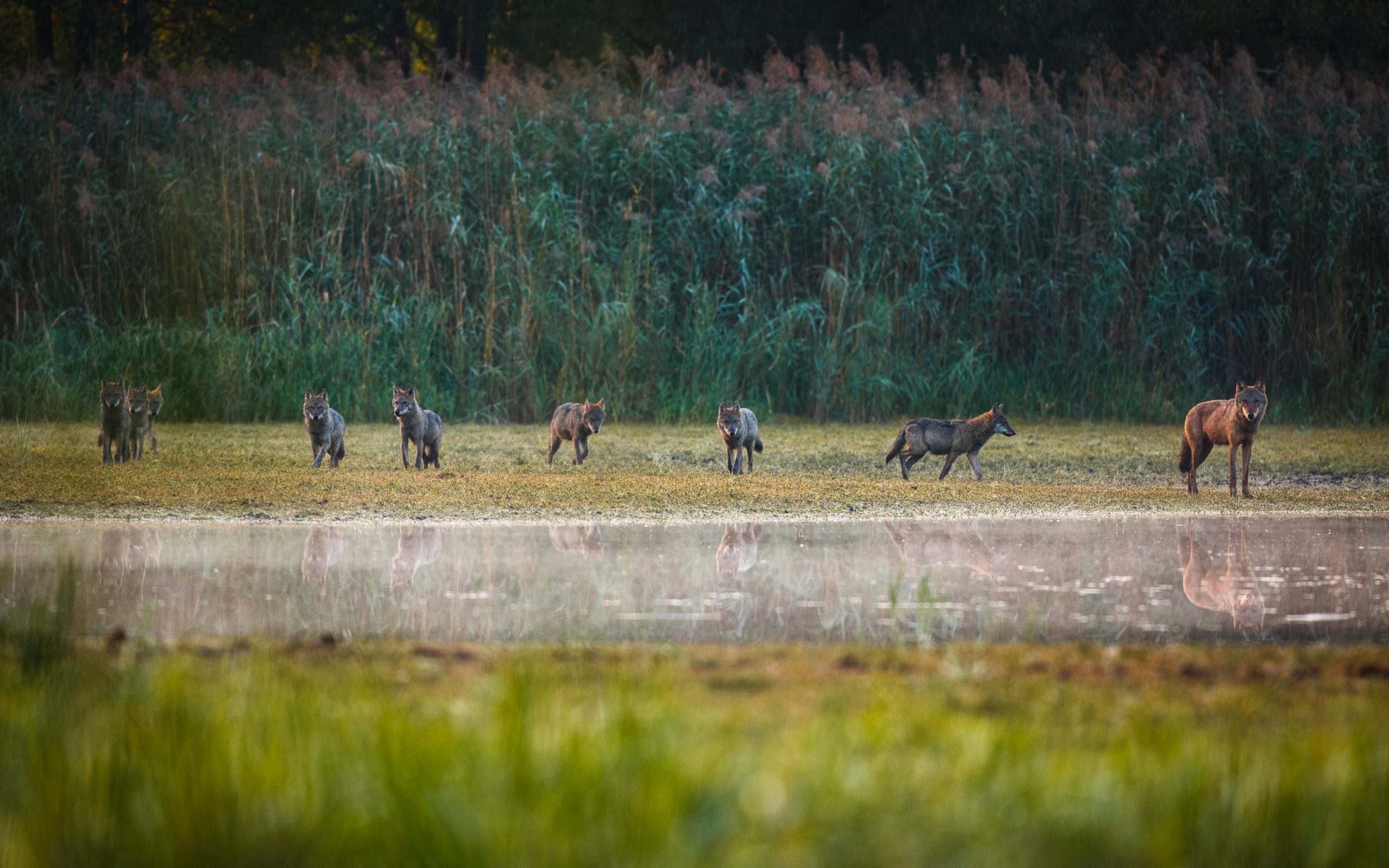 Gemeinschaft für ein den landeskulturellen Verhältnissen angepassten Wolfmanagements auf Rügen und Hiddensee