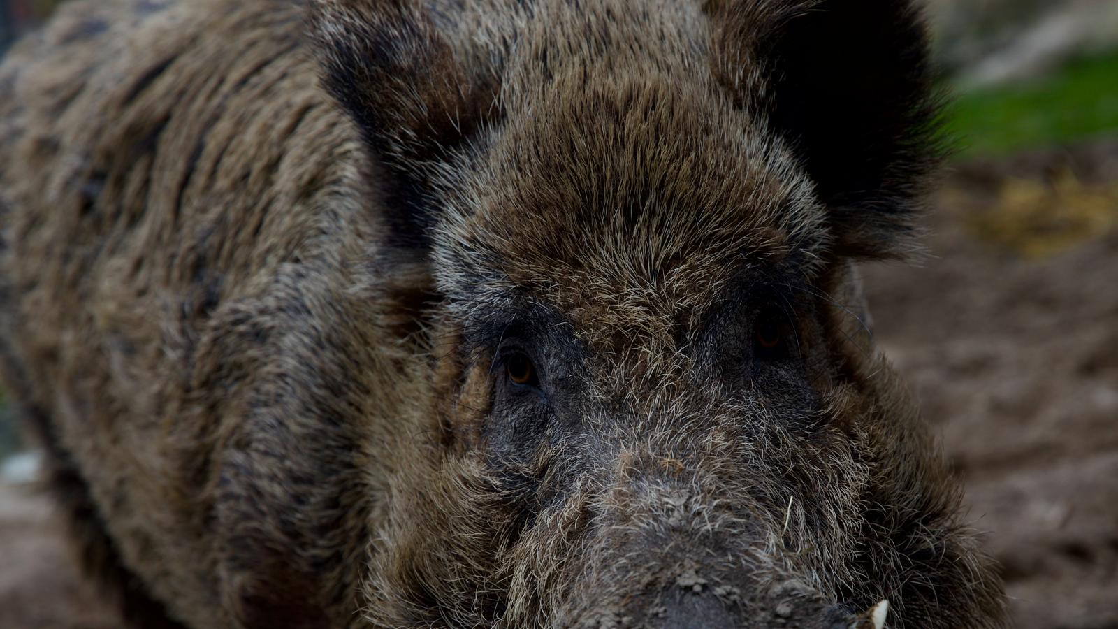 Kreistagsbeschluss Trichinenuntersuchungen