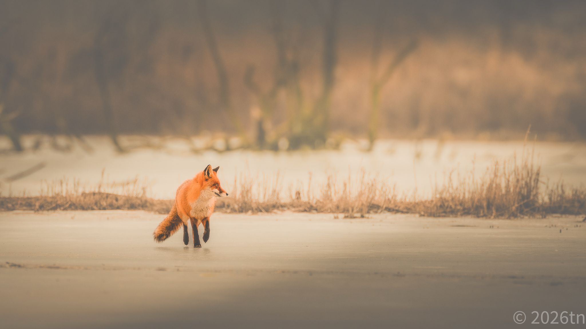 Raubwildprojekt des Friedrich-Loeffler-Instituts auf der Insel Rügen und Hiddensee – Bisherige Ergebnisse und wie soll es weiter gehen?