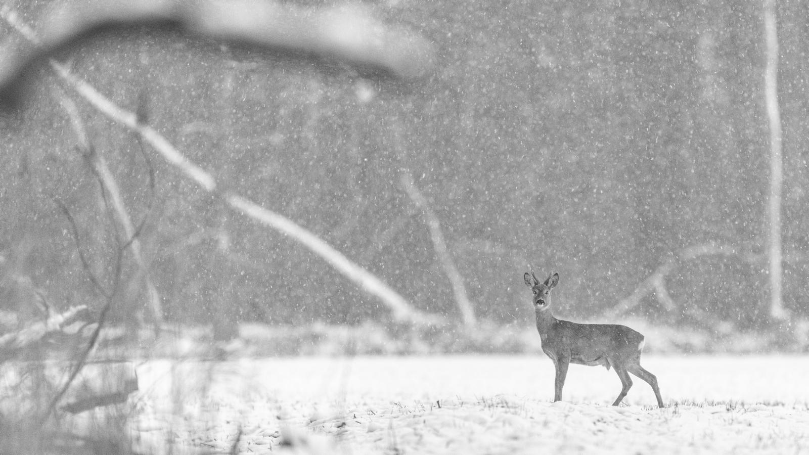 Schnee, Eis und Dauerfrost fordern Rücksichtnahme für unsere heimischen Wildtiere